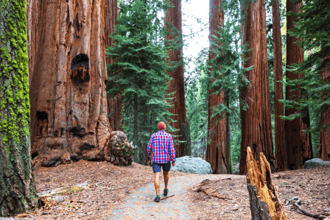 San Francisco : Muir Woods, Point Reyes et visite d&#039;une hydromellerie