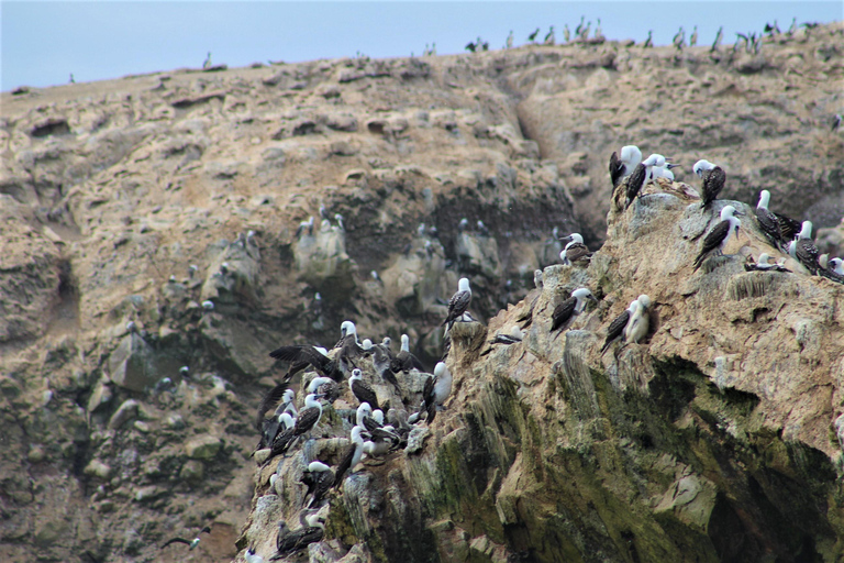 Paracas: Tour en barco guiado por las Islas Ballestas