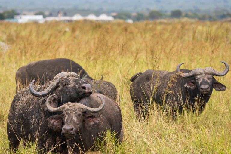 Från Zanzibar: Mikumi Safari med tvåmotorigt flygplan + lunchMikumi Safari – utan transfer