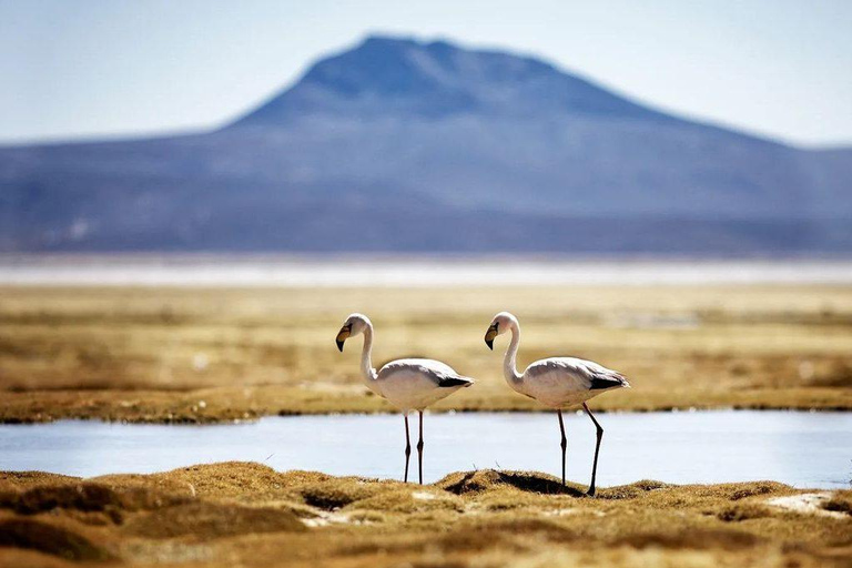 From Arequipa: Tour of the salt flats and Aguada Blanca