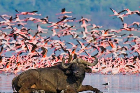 Lake Nakuru National Park Day Trip from Nairobi.