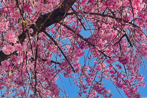 One-day private tour to Mt. Fuji (English speaking driver)