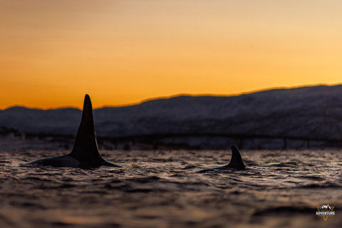 From Skjervøy: Whale Watching in a Heated Cabin Cruiser