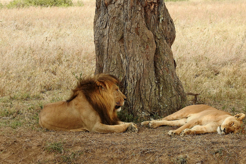 Tansania: 4-tägige private Lodge-Safari mit Unterkunft