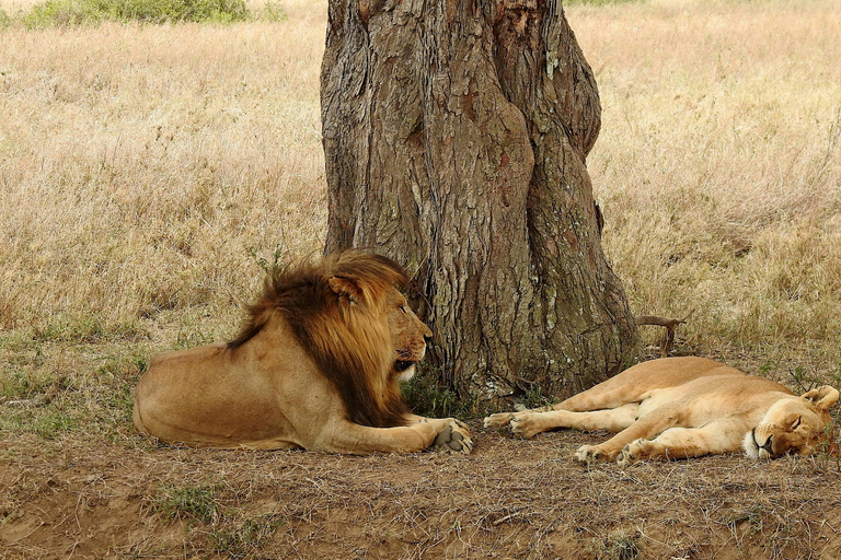 Tansania: 4-tägige private Lodge-Safari mit Unterkunft