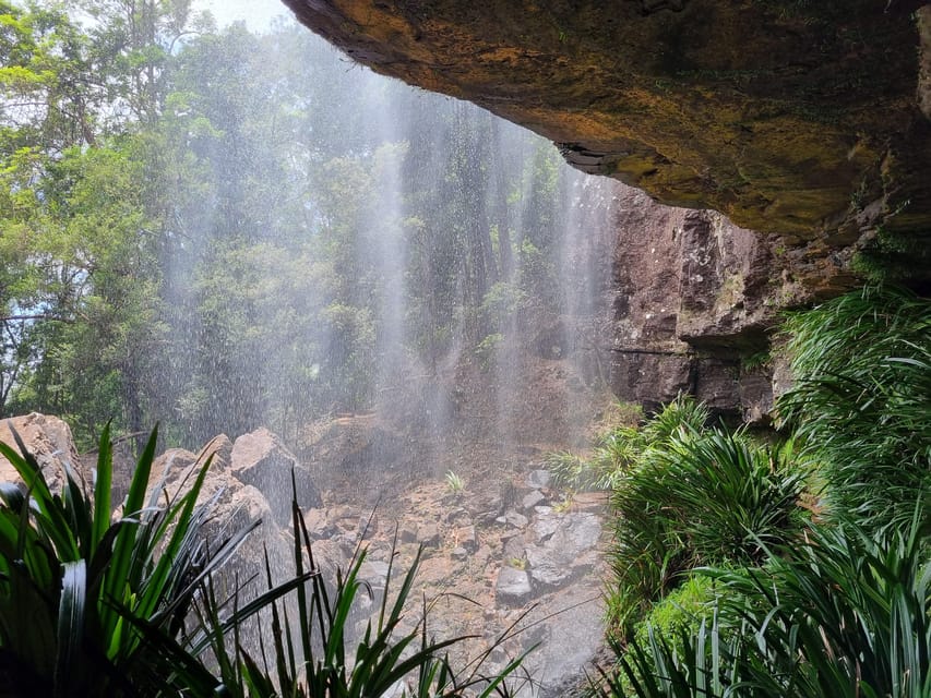 Gold Coast Kangaroos, Rainforest & Waterfall Swimming GetYourGuide
