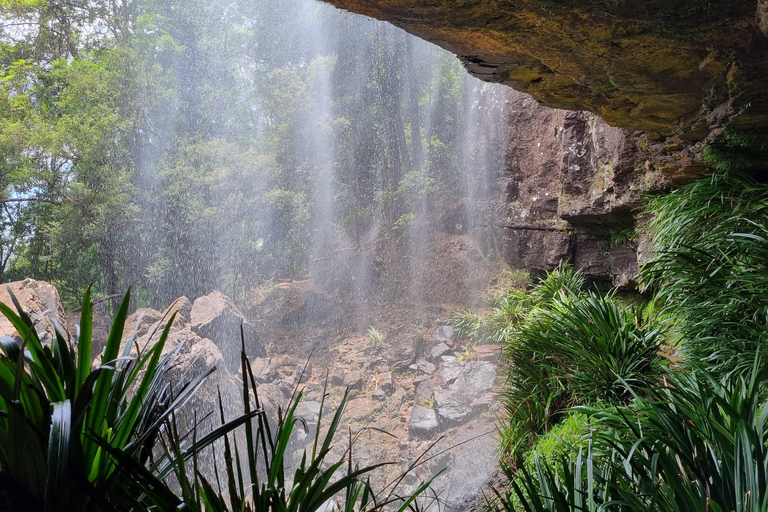 Gold Coast: Esperienza con canguri, foresta pluviale e cascateTour per piccoli gruppi