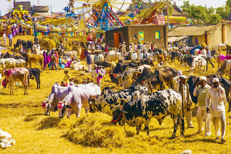 Jodhpur: Safari en camello y visita turística