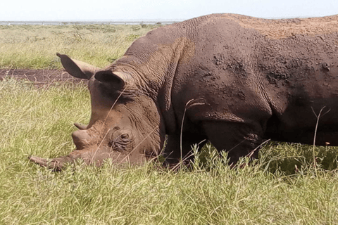 Nairobi: park narodowy, sierociniec dla słoni i centrum żyraf