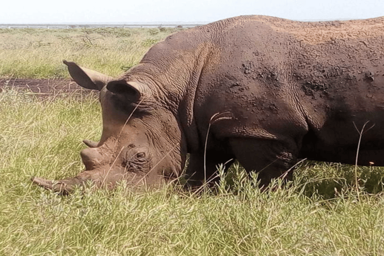 Nairobi: park narodowy, sierociniec dla słoni i centrum żyraf