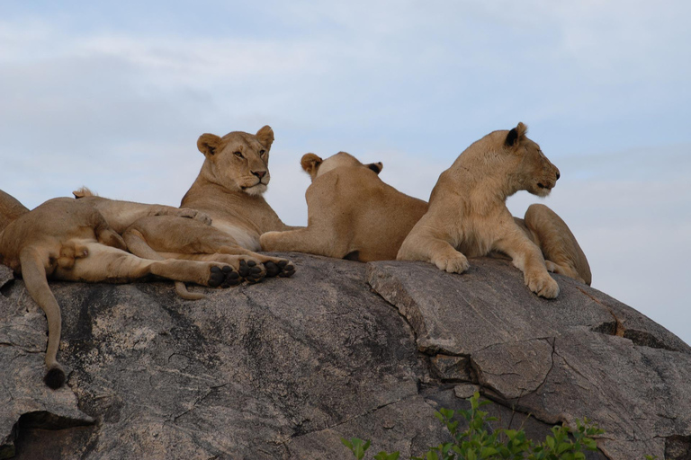 From Nairobi: Lake Nakuru & Naivasha National Park Day Tour Lake Nakuru & Naivasha