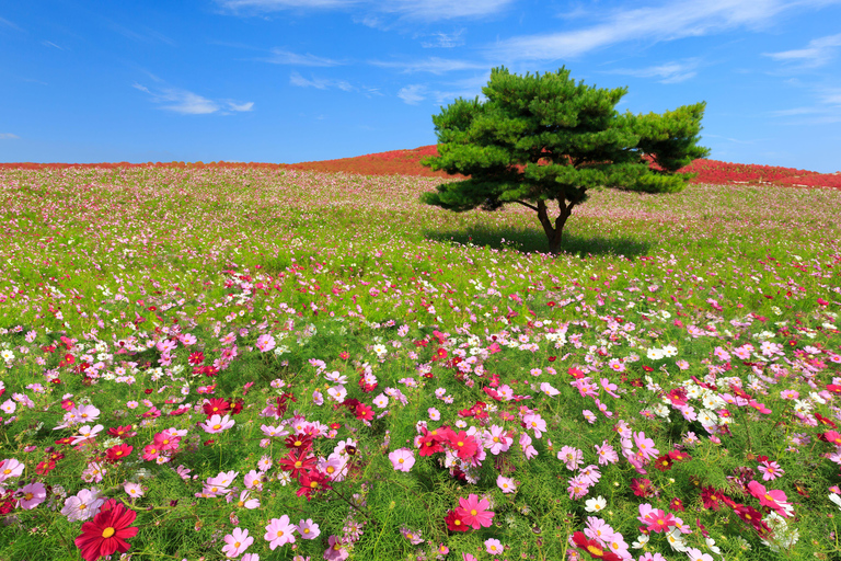 Ibaraki helgedom 、 Skaldjursmarknad 、 Blommans hav DagsturMarunouchi North Exit