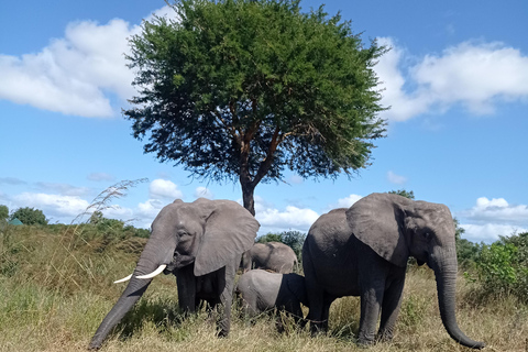 3-dagars Mikumi Park och flyg tillbaka till Zanzibar2-dagars Mikumi oförglömlig safari