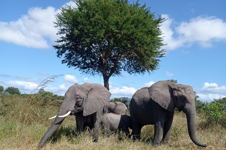 3-dagars Mikumi Park och flyg tillbaka till Zanzibar2-dagars Mikumi oförglömlig safari