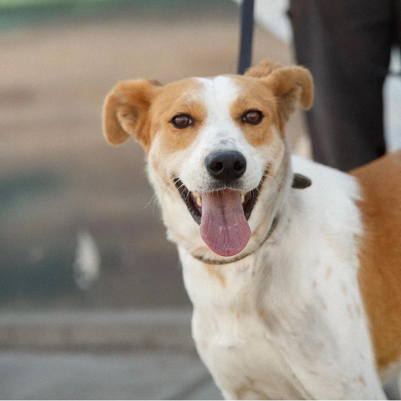 Skiathos: Besuch des Hundeheims, Wanderung und Kochkurs mit Mittagessen