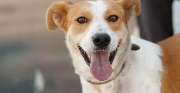 Skiathos: Dog Shelter Visit, Hike & Cooking Class with Lunch