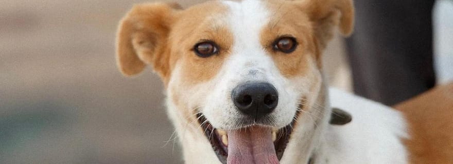 Skiathos : Visite d'un refuge pour chiens, randonnée et cours de cuisine avec déjeuner