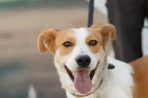 Skiathos: Visita al rifugio per cani, escursione e lezione di cucina con pranzo