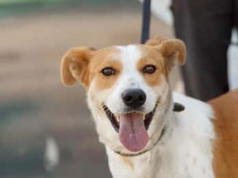 Skiathos: Dog Shelter Visit, Hike & Cooking Class with Lunch