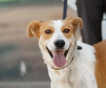 Skiathos: Dog Shelter Visit, Hike & Cooking Class with Lunch
