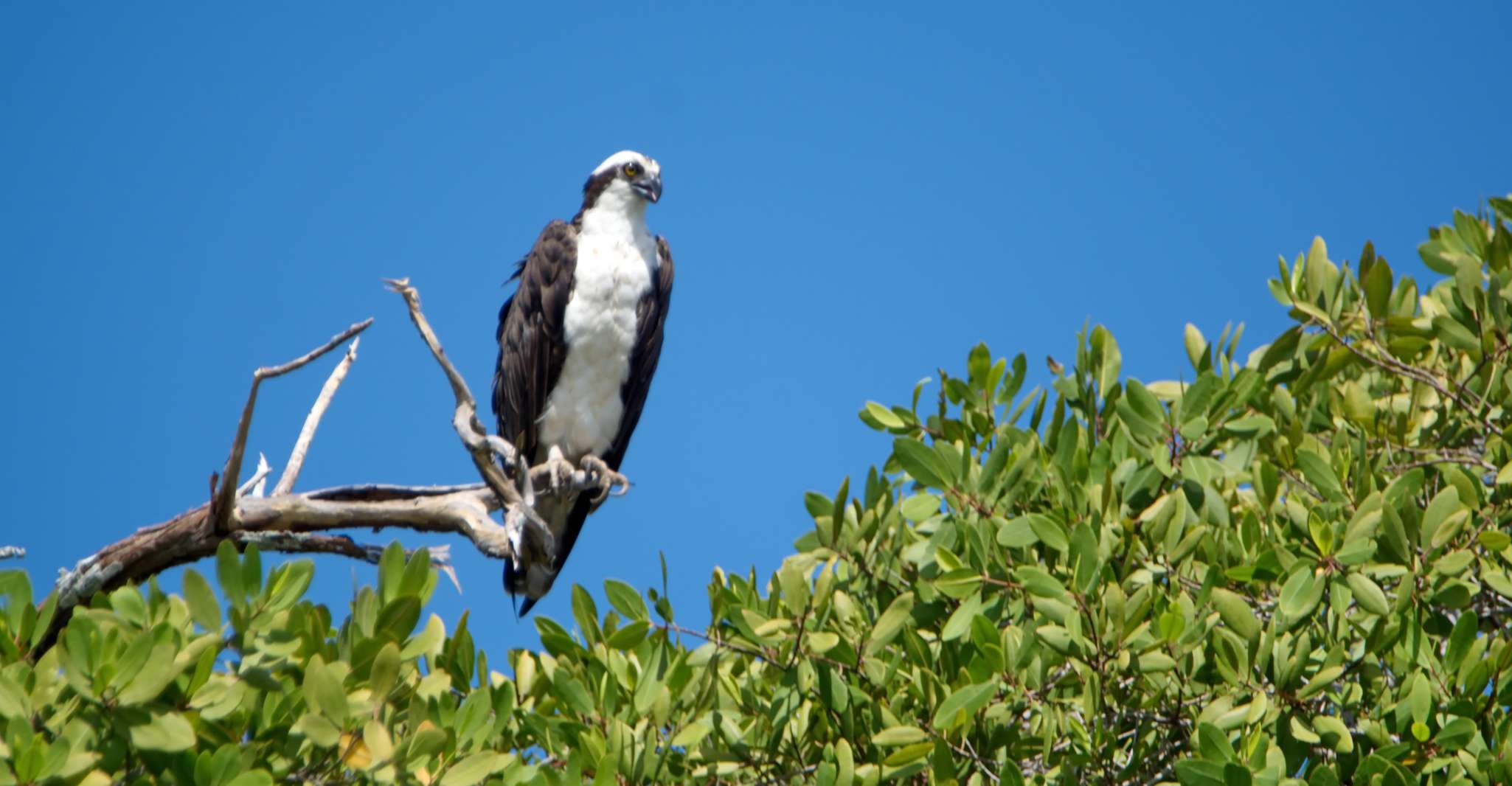 Tamarindo, Howler Monkey Mangrove Kayaking Tour - Housity