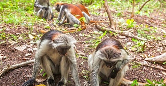 Explore Jozani Forest and Zanzibar Spice Farm
