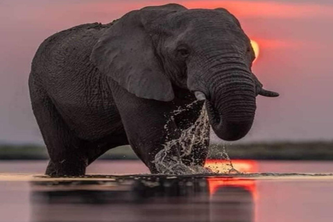 Explore Arusha National Park in Day Tour