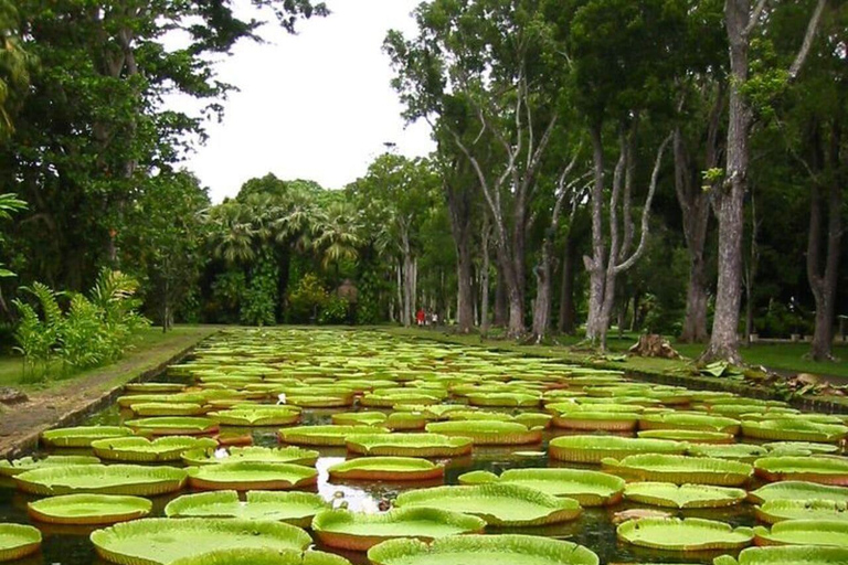 شمال موريشيوس النابض بالحياة: الثقافة والتسوق والهروب إلى الشاطئشمال موريشيوس النابض بالحياة: الث