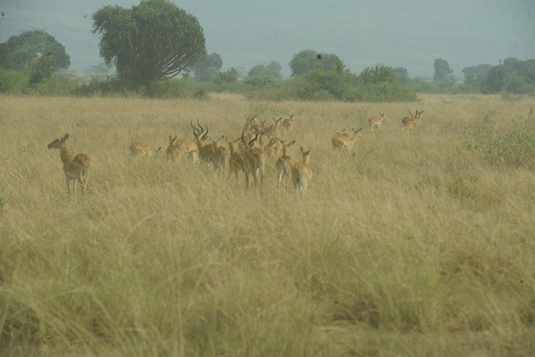 Kampala: 2-Day Murchison Falls Safari with Rhino Trek