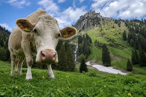 Interlaken: Farm Tour with Swiss Breakfast & Cheese Making