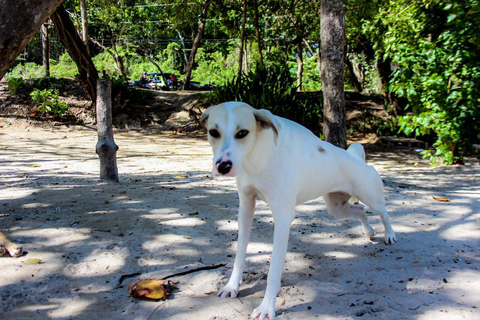 Puerto Plata: Catamaran Party with Snorkeling and Open Bar