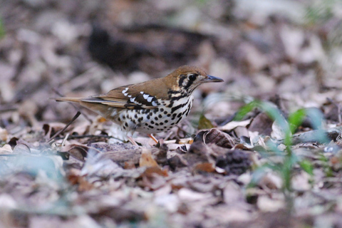 Durban: Dlinza Forest Birdwatching TourDurban: Vogels spotten in het Dlinza-bos