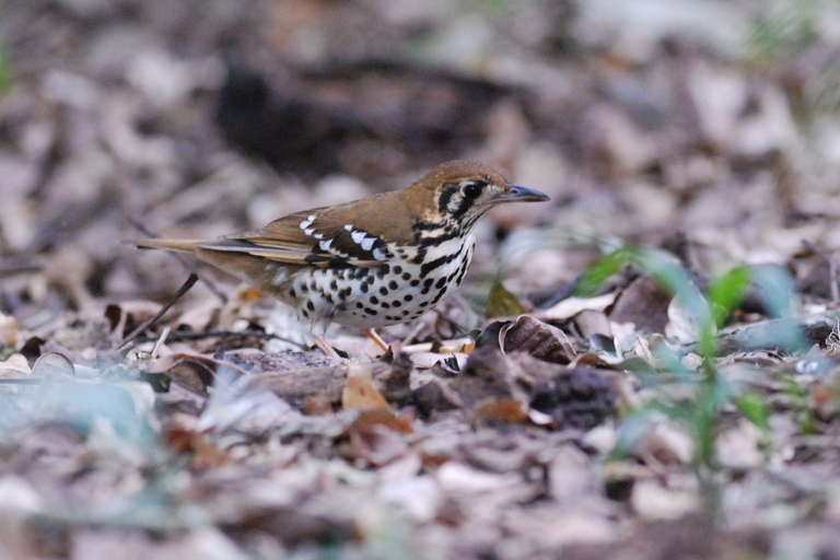 Durban: Dlinza Forest Birdwatching TourDurban: Vogels spotten in het Dlinza-bos
