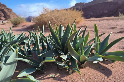 Wadi Rum: 2-timmars jeeptur med beduin-te