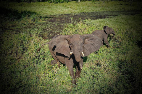 Z Addis Abeby: 6-dniowa wycieczka do Chebera Churchura i Halla Kella