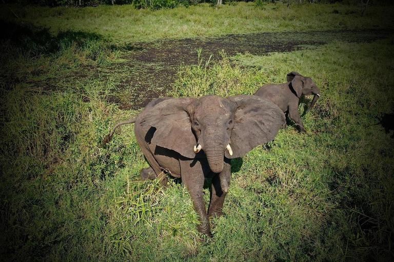 Z Addis Abeby: 6-dniowa wycieczka do Chebera Churchura i Halla Kella