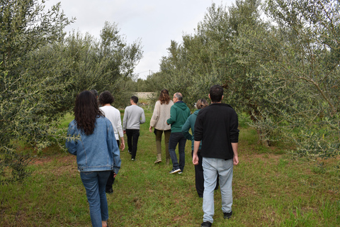 Messenia: Olive Oil Experience 2 -Tour and Food Pairing