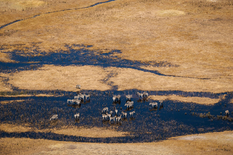 Maun: Discover the Delta with a Drinks Stop Maun: Discover the Delta with Botswana Craft Beer