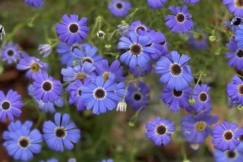 Follow the wildflower trail from Perth to New Norcia