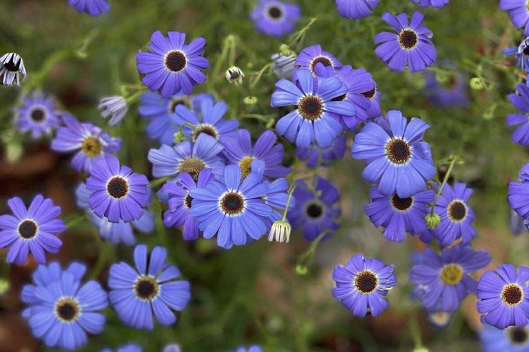 Follow the wildflower trail from Perth to New Norcia
