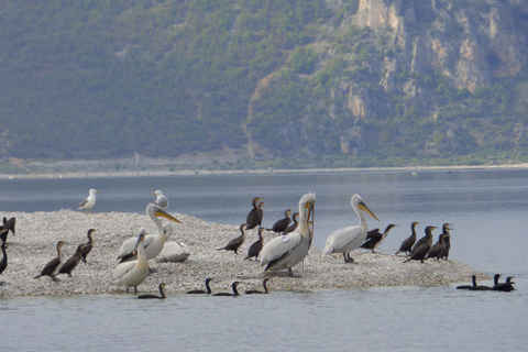 A Ilha das Cobras - Golem Grad