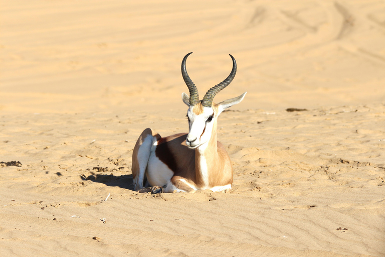 Sandwich Harbor: tour in 4x4 dove il mare incontra le duneSandwich Harbor: 4x4 Tour Where the See and Dunes Meet