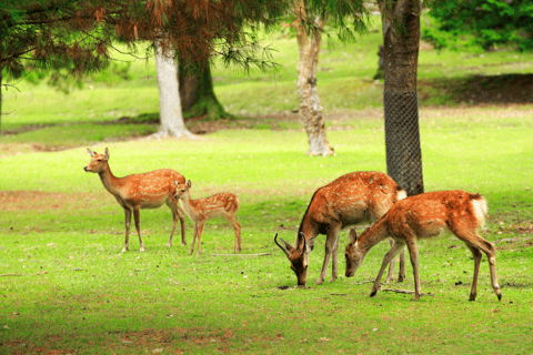 From Osaka/Kyoto: Kyoto Nara Day Trip Highlights