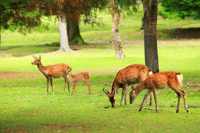 From Osaka/Kyoto: Kyoto Nara Day Trip Highlights