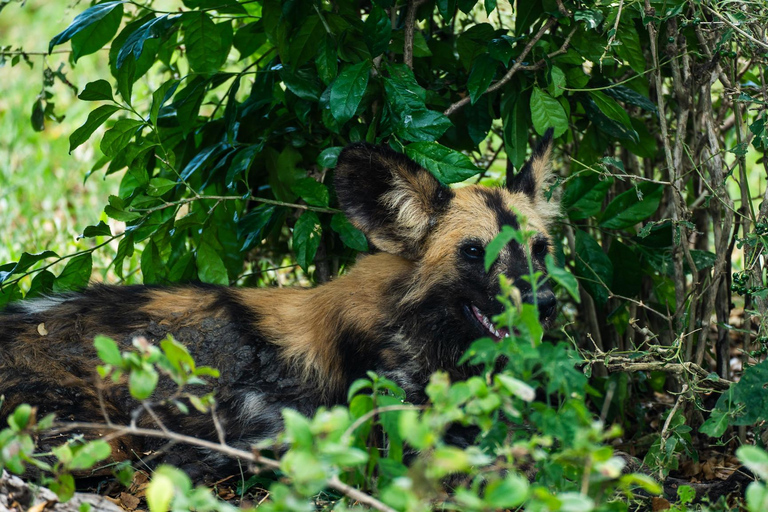 From Zanzibar: Overnight Selous G.R. Safari with Flights shared safari