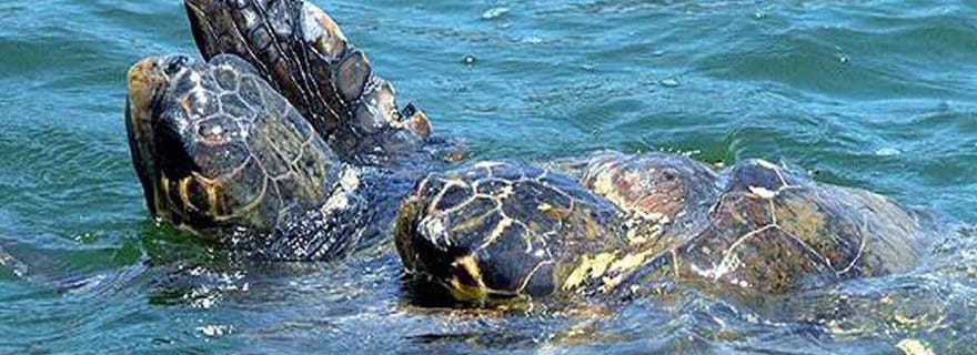 Côté : Excursion d'une journée à Manavgat (bateau, bazar et chutes d'eau) avec déjeuner