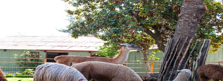 Visite à pied d'Arequipa et du monastère de Santa Catalina