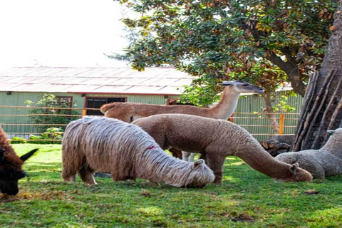 Rundgang durch Arequipa und das Santa Catalina-Kloster