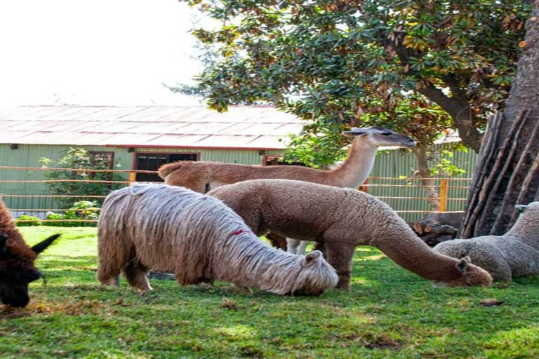 Walking Tour of Arequipa and Santa Catalina Monastery