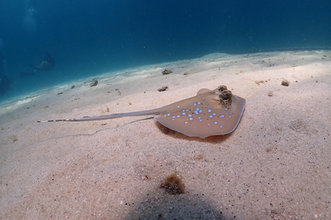 Gili Trawangan: Beginner Scuba Diving Experience W/Pick Up